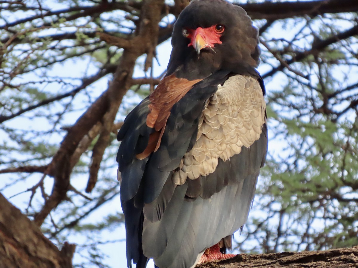 Bateleur - ML645537391