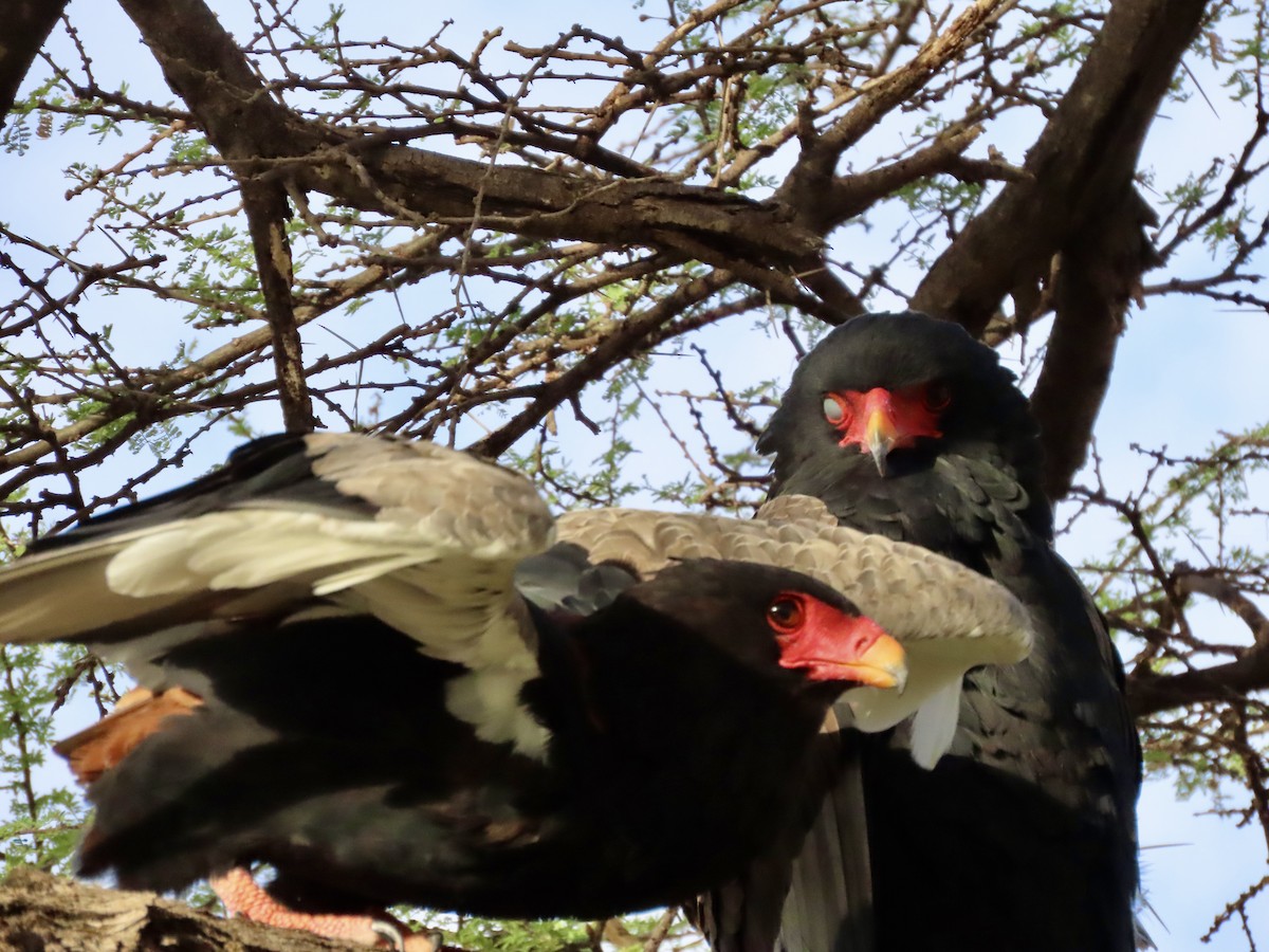 Bateleur - ML645537392