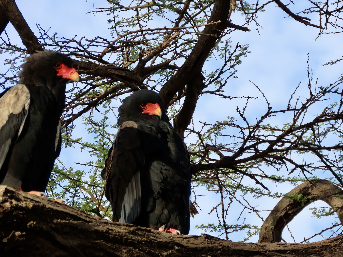 Bateleur - ML645537393