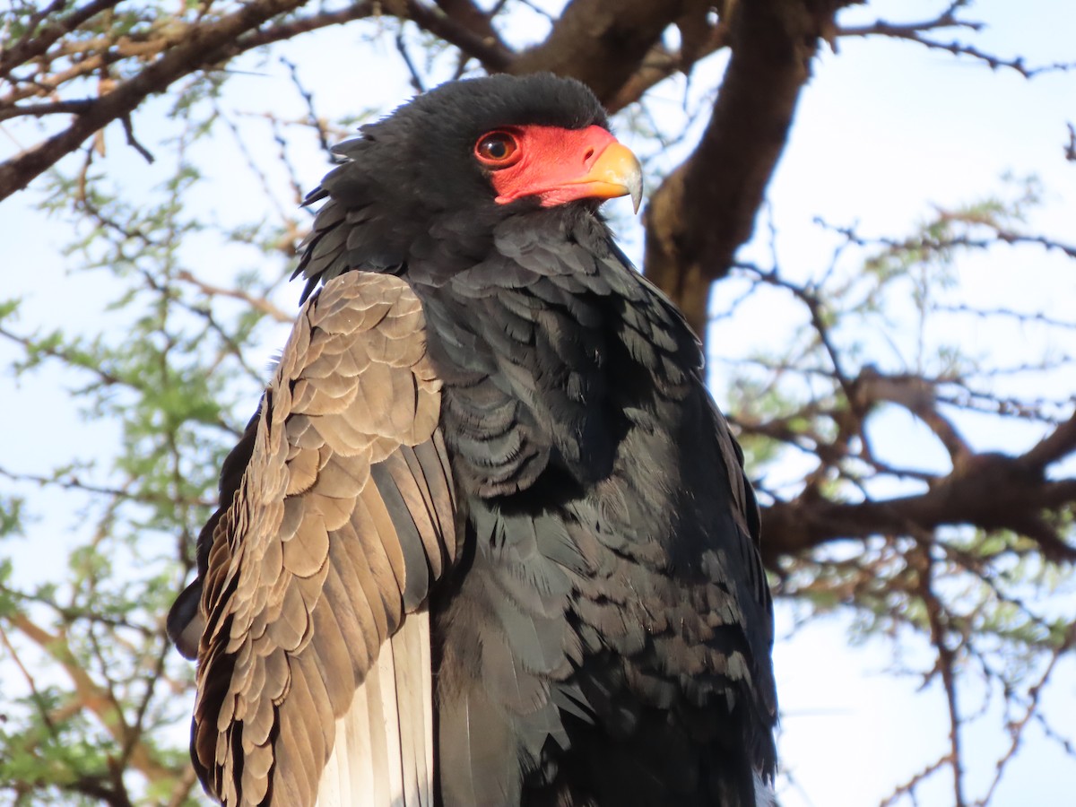 Bateleur - ML645537395