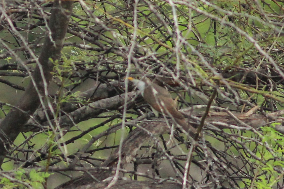 Yellow-billed Cuckoo - ML645537396