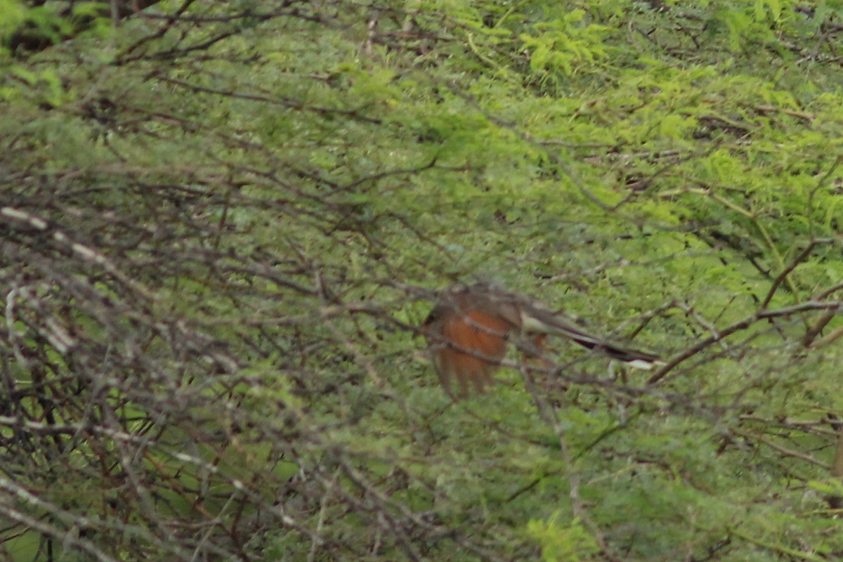 Yellow-billed Cuckoo - ML645537398