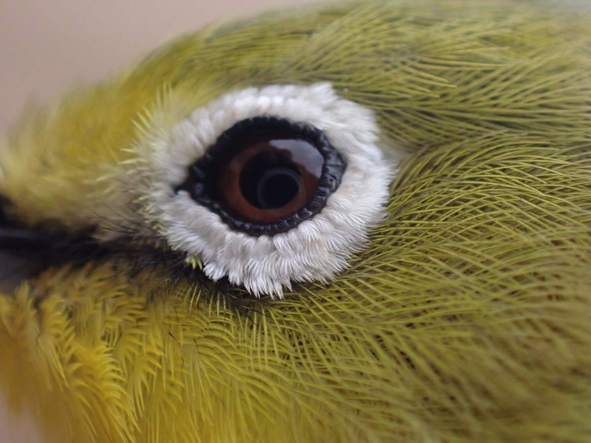 Pale White-eye - ML645537407