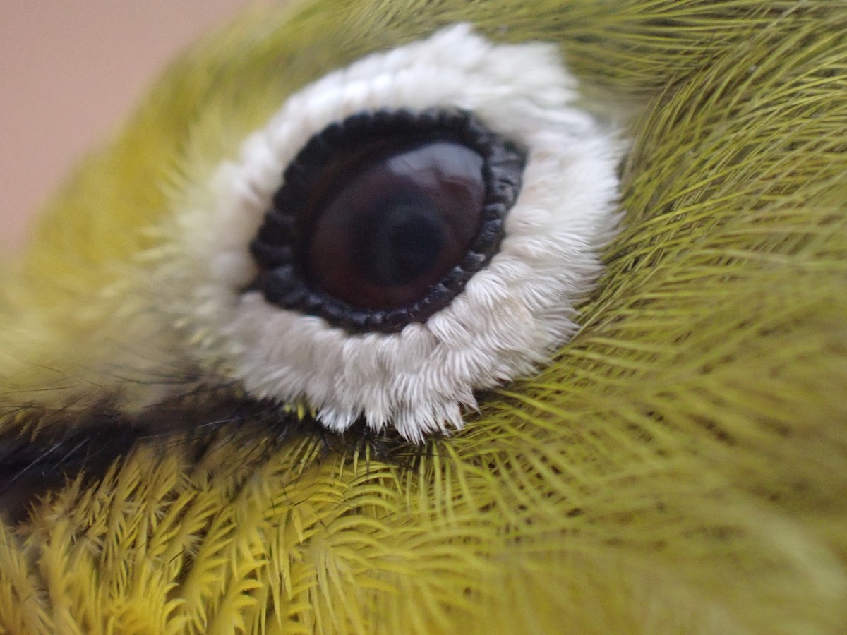 Pale White-eye - ML645537408