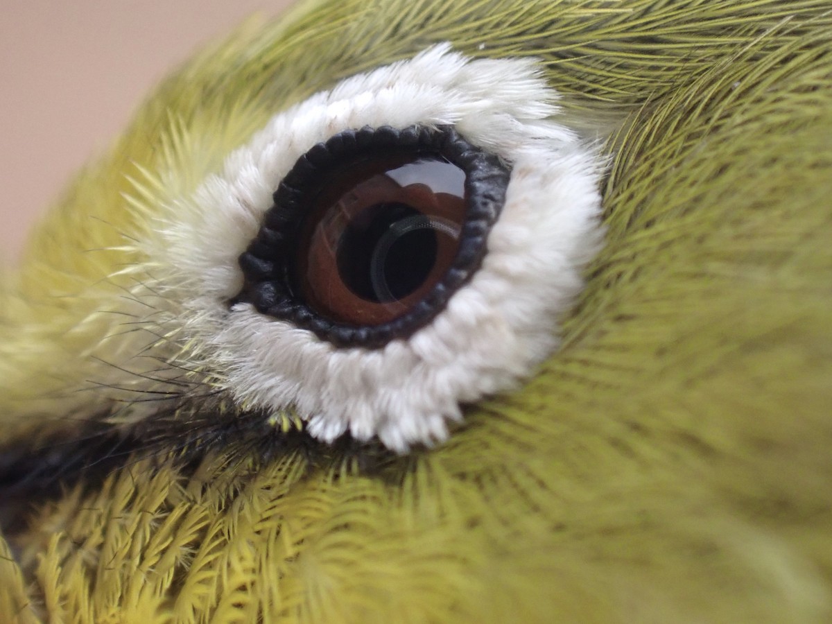 Pale White-eye - ML645537409