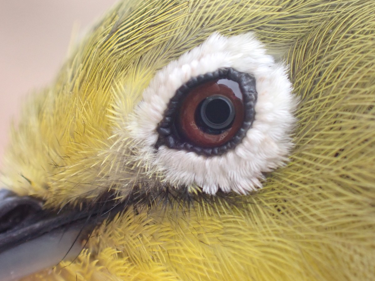 Pale White-eye - ML645537410