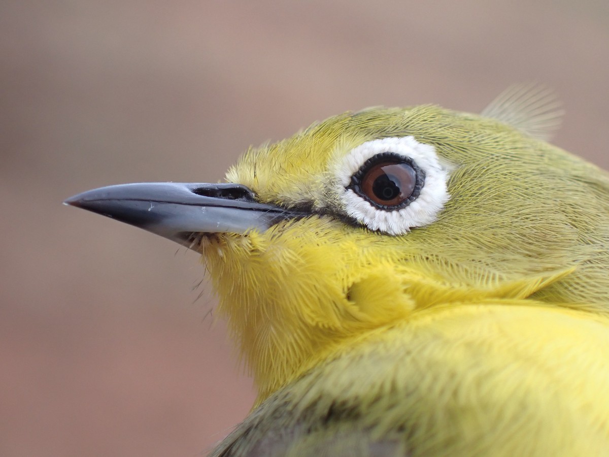 Pale White-eye - ML645537411