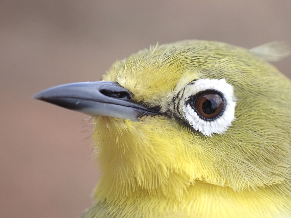 Pale White-eye - ML645537412