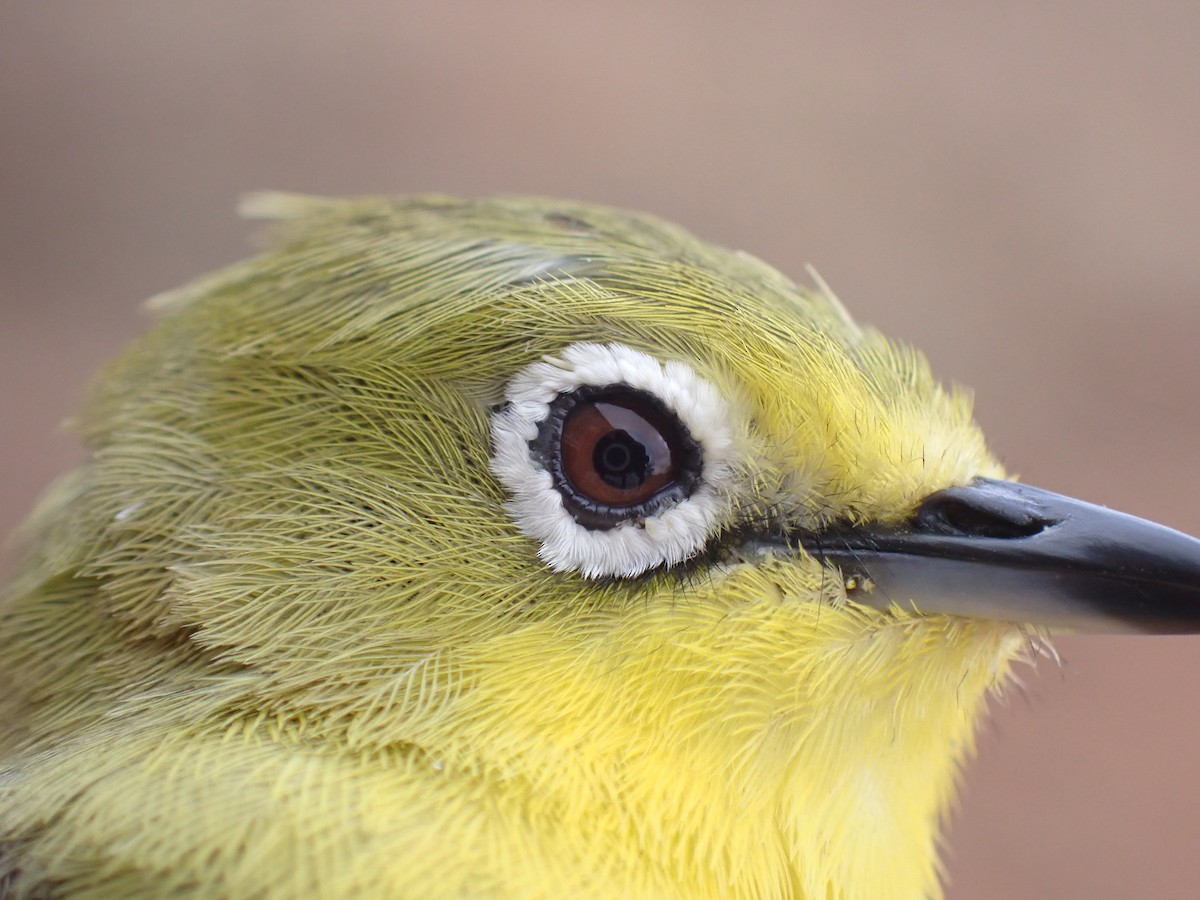 Pale White-eye - ML645537413