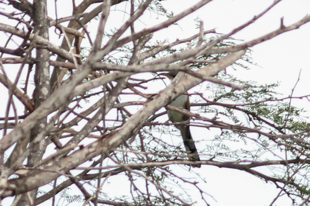 Yellow-billed Cuckoo - ML645537415