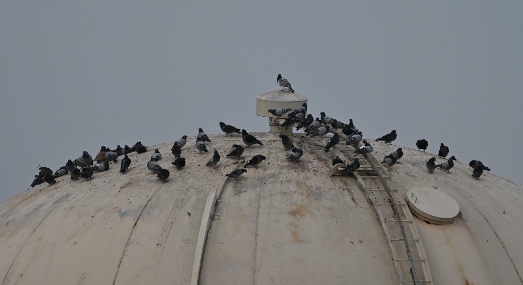 Rock Pigeon (Feral Pigeon) - ML645537416