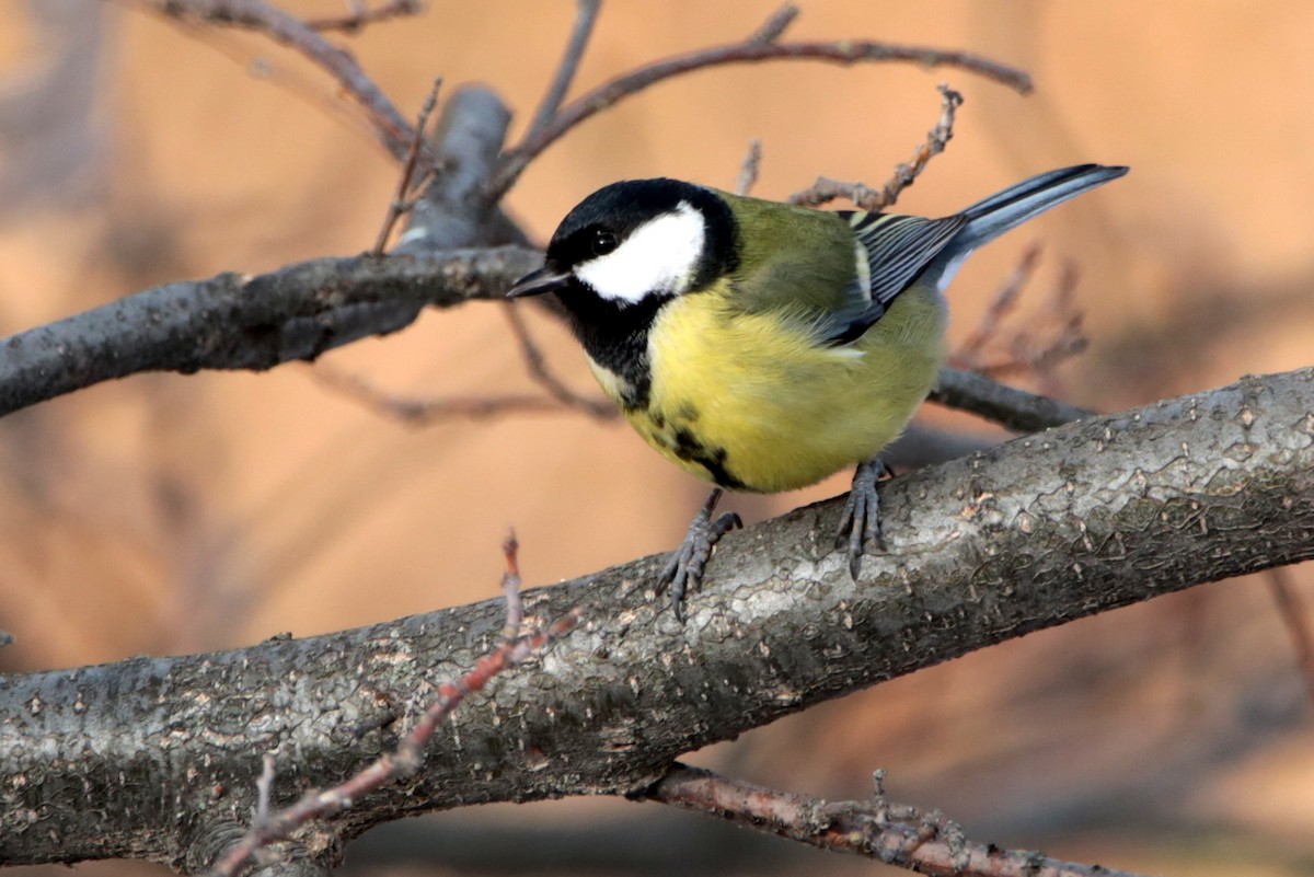 Great Tit - ML645537418
