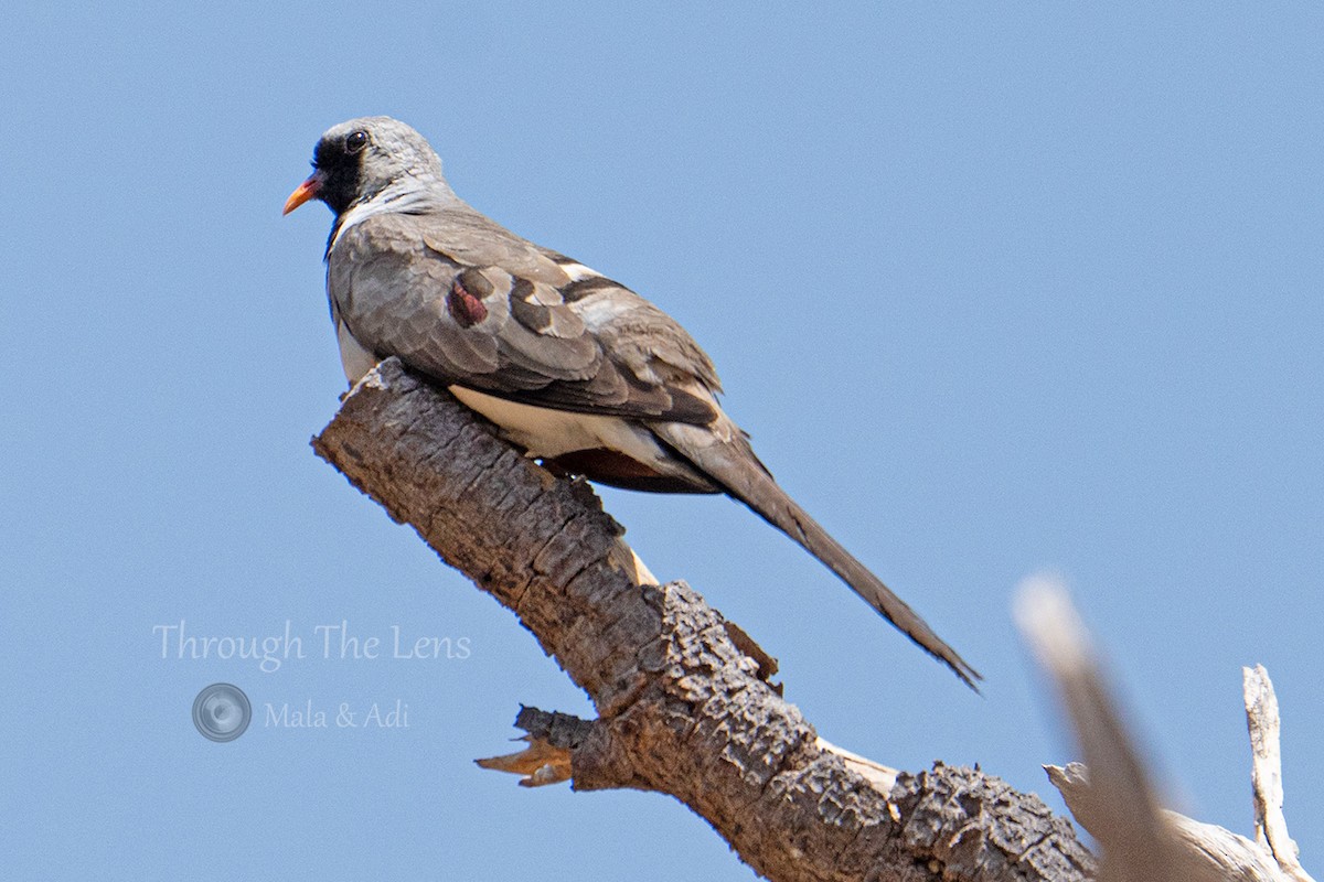 Namaqua Dove - ML645537419