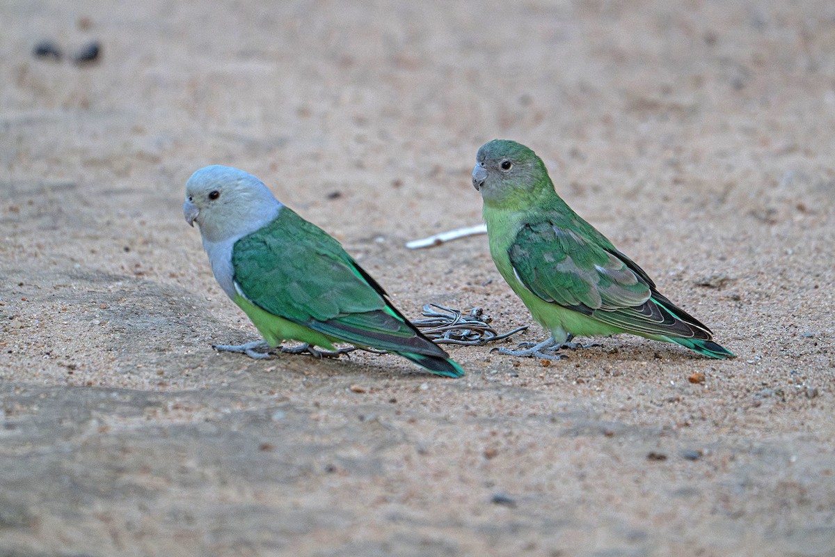 Gray-headed Lovebird - ML645537421