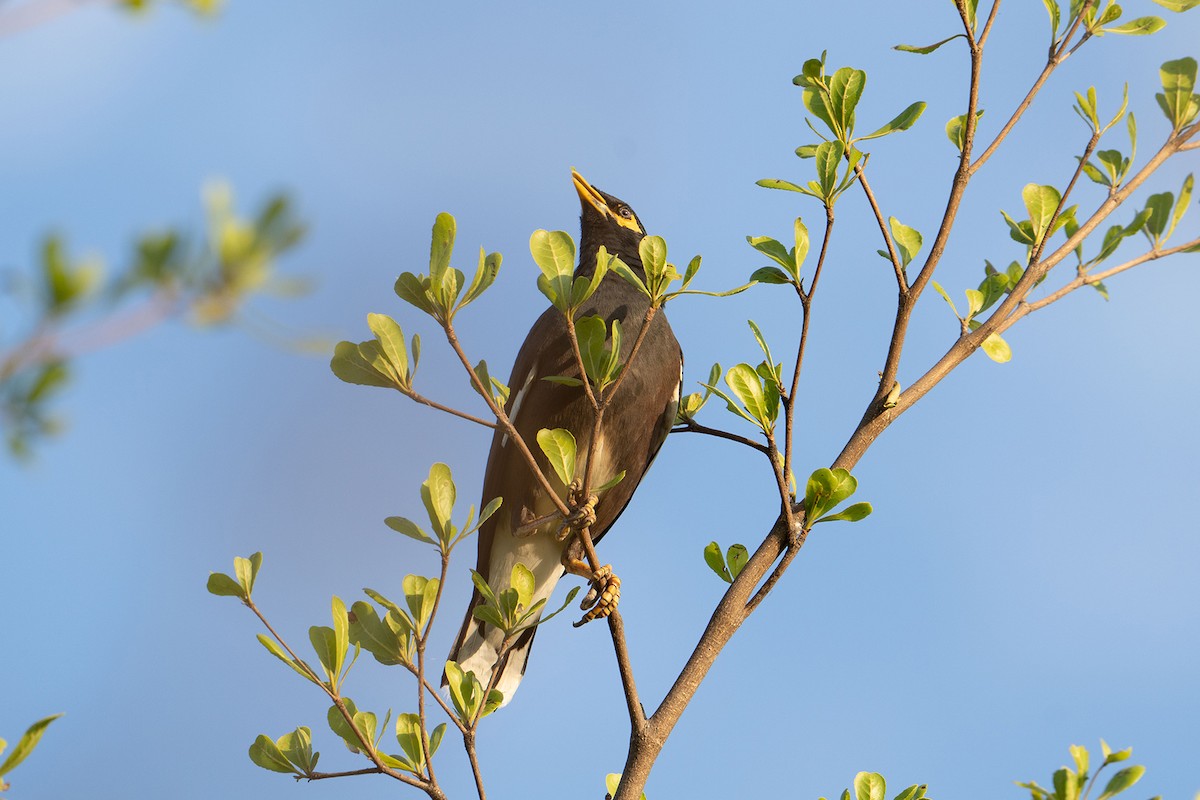 Common Myna - ML645537422