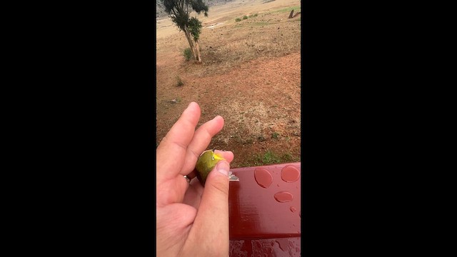 Pale White-eye - ML645537423