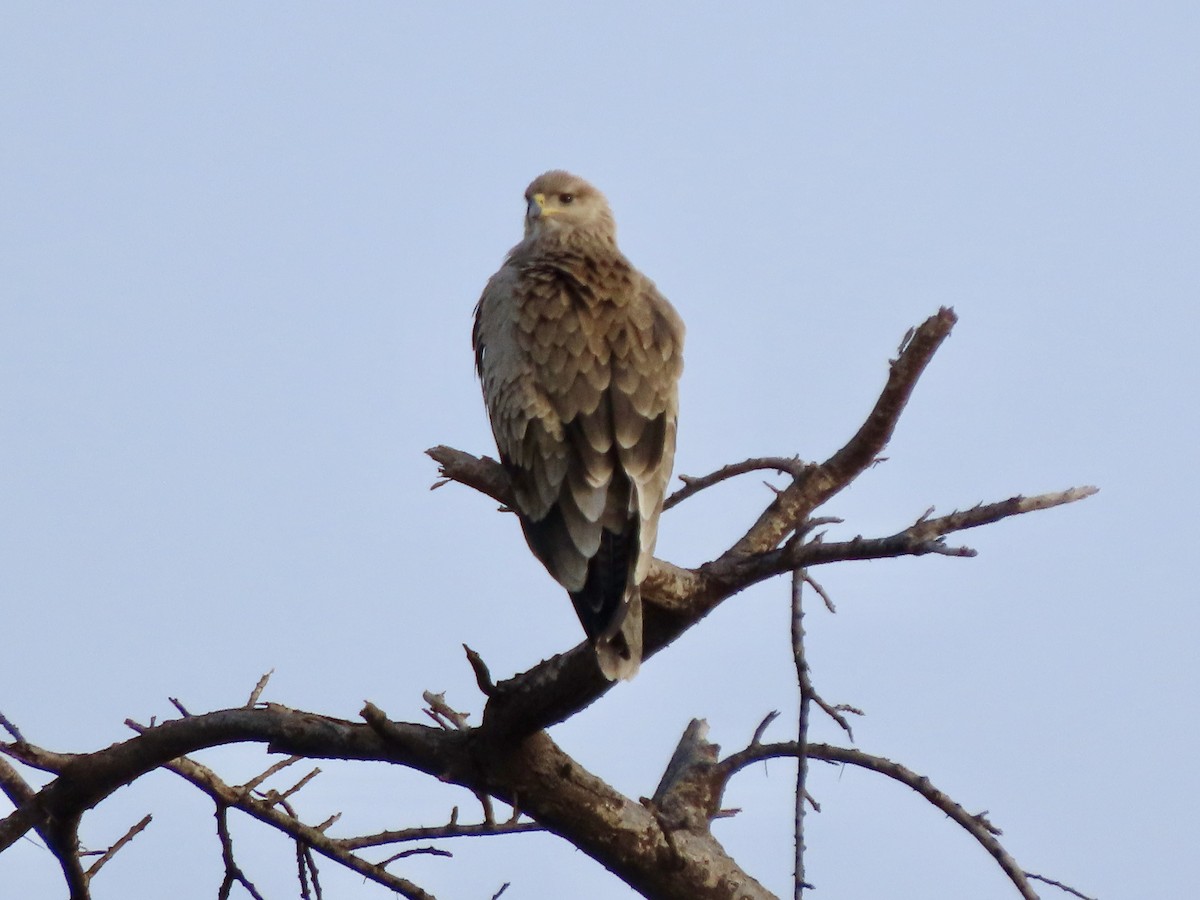 Tawny Eagle - ML645537425