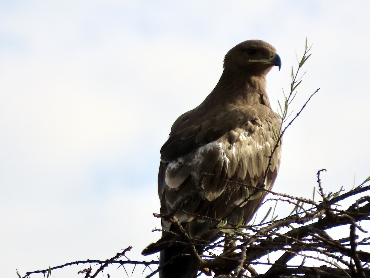 Tawny Eagle - ML645537426