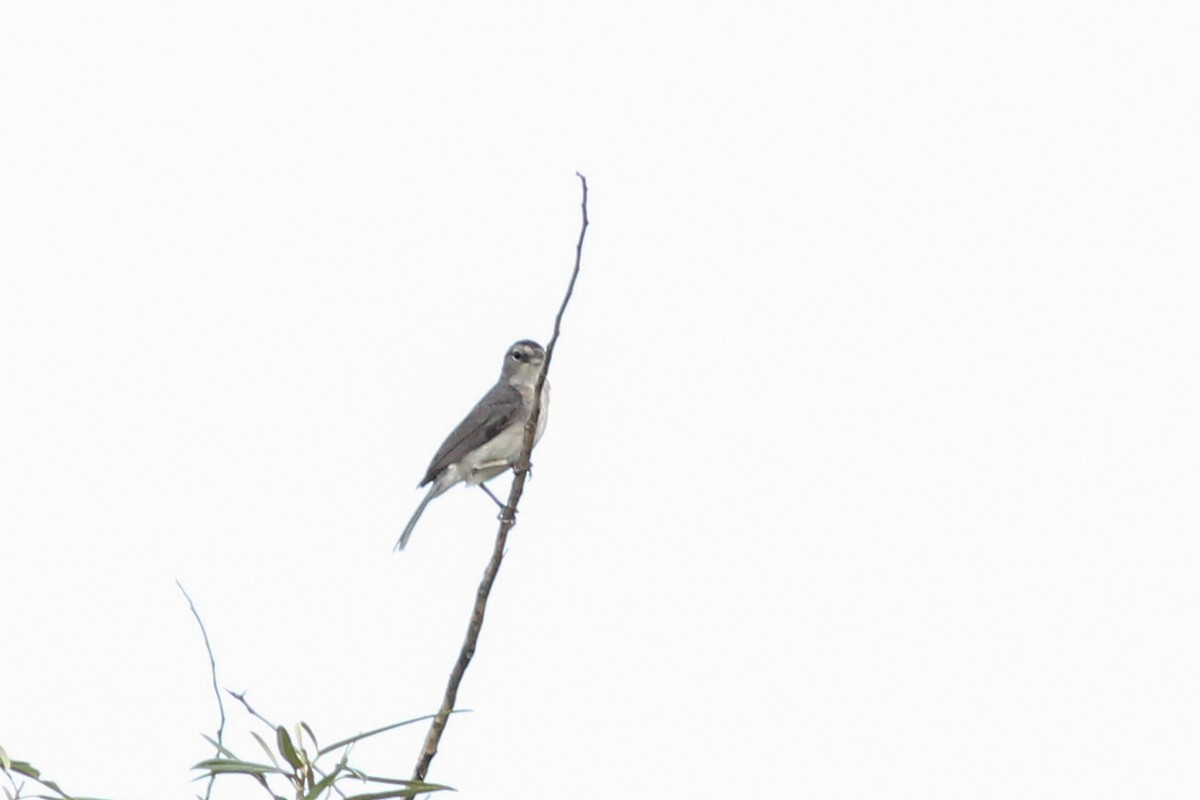 Pileated Finch - ML645537427