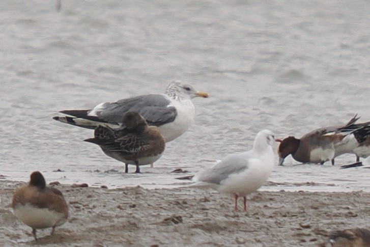 Lesser Black-backed Gull - ML645537428