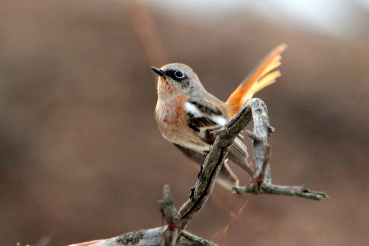Rufous-backed Redstart - ML645537432