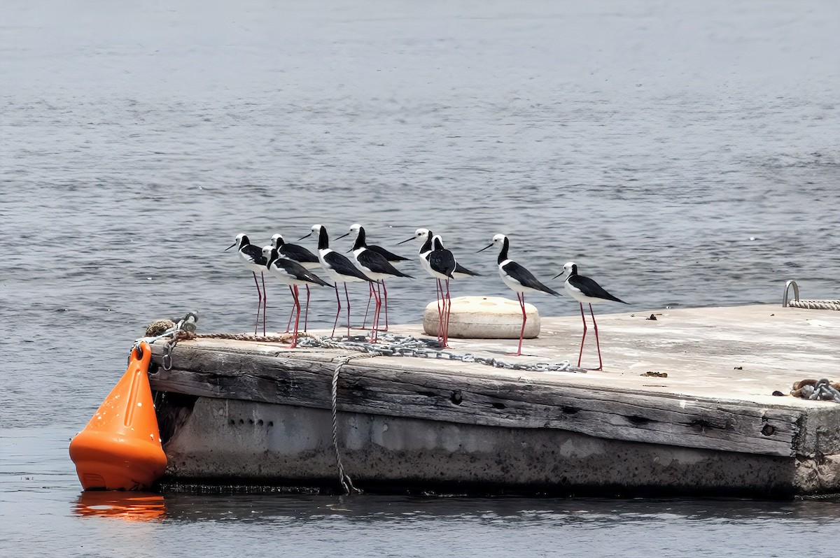 Pied Stilt - ML645537443