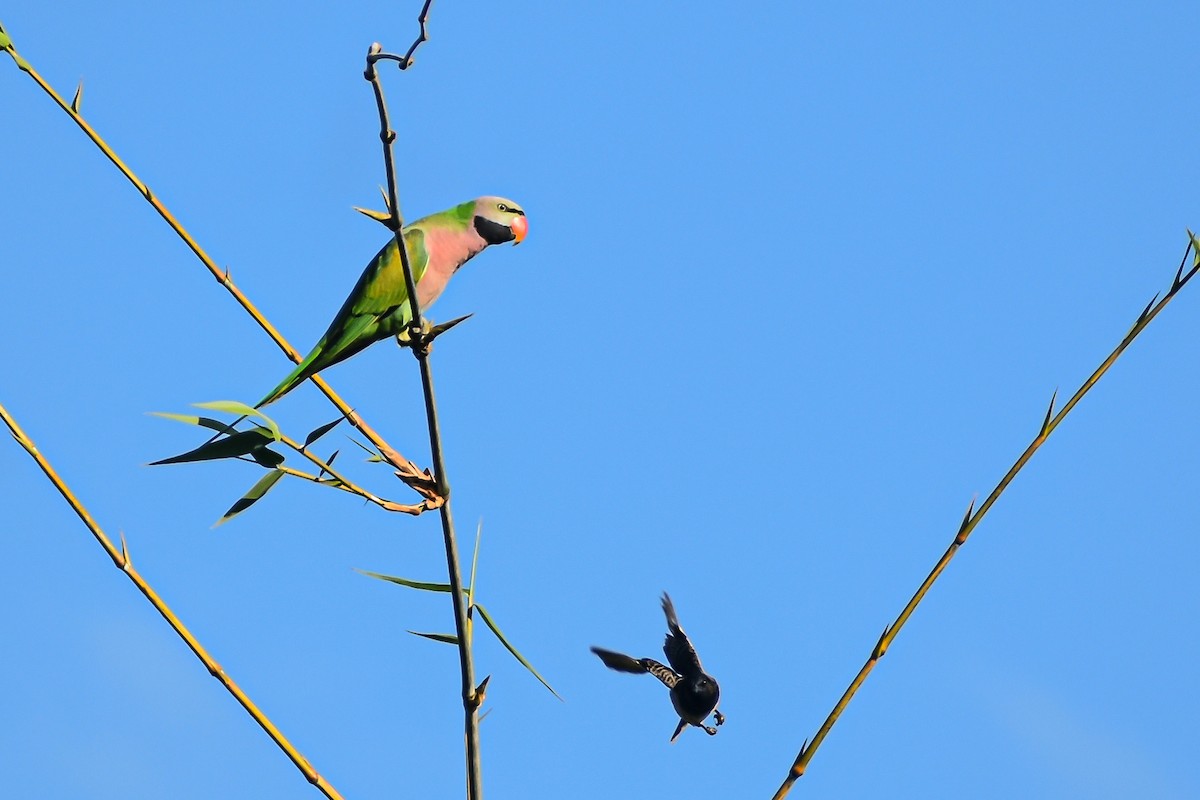 Red-breasted Parakeet - ML645537444