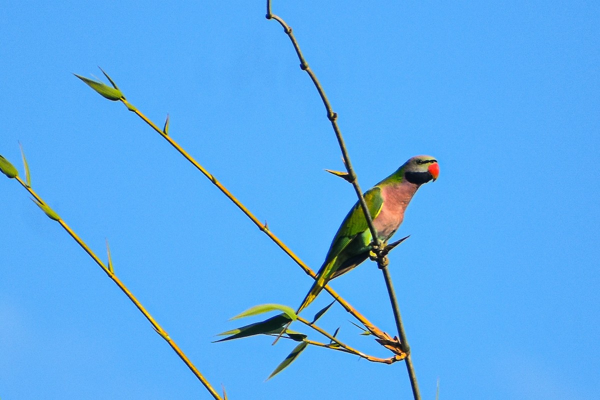 Red-breasted Parakeet - ML645537445