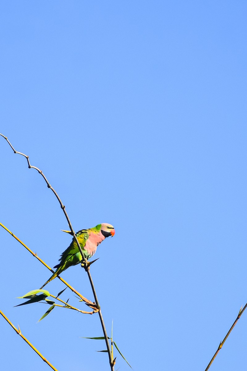 Red-breasted Parakeet - ML645537446
