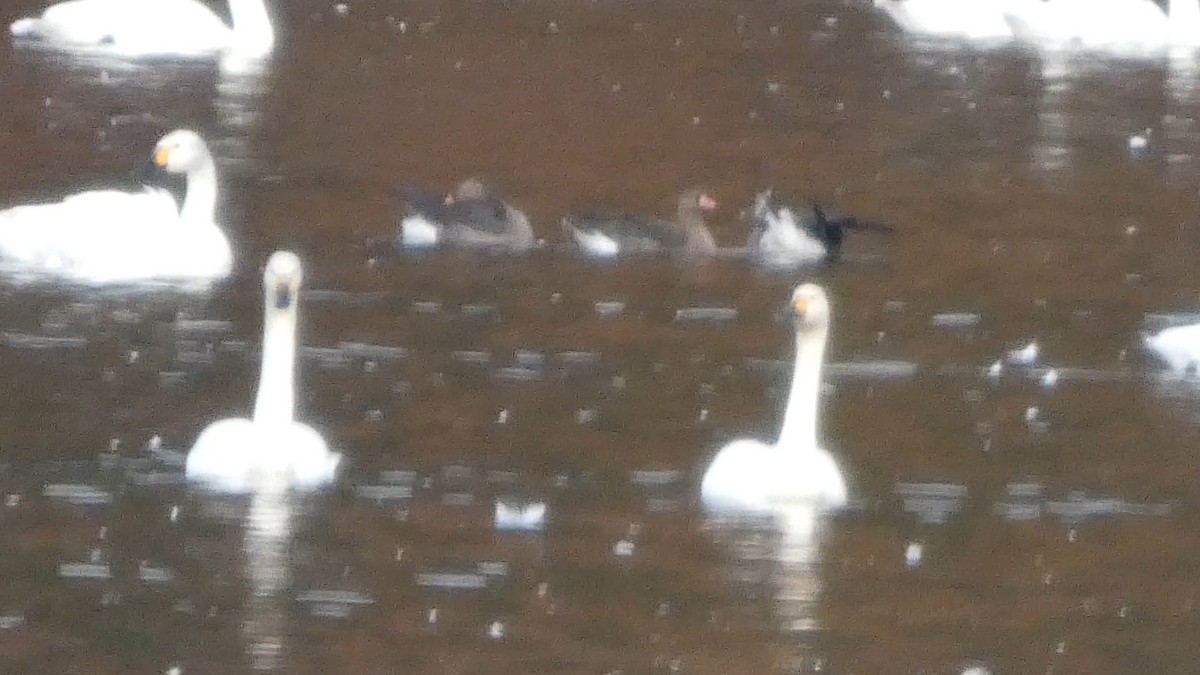 Greater White-fronted Goose - ML645537447