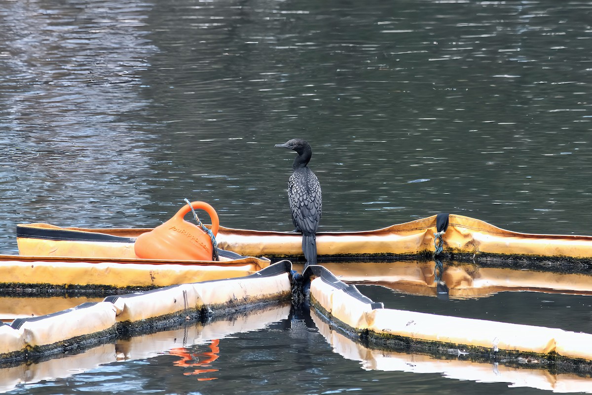 Little Black Cormorant - ML645537449