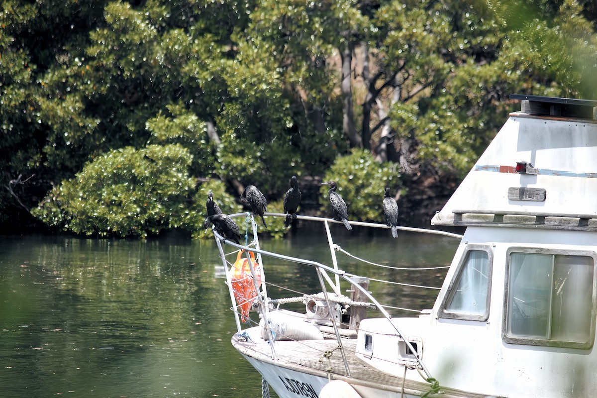 Little Black Cormorant - ML645537450