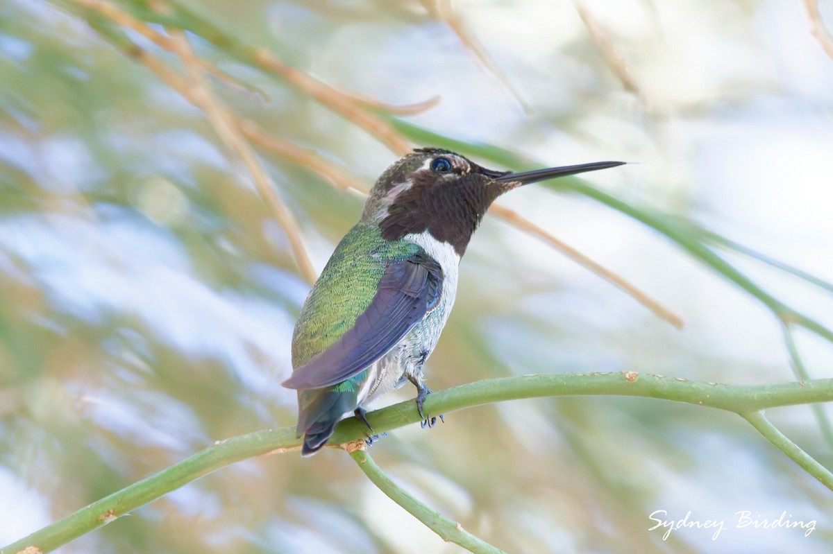 Costa's Hummingbird - ML645537453