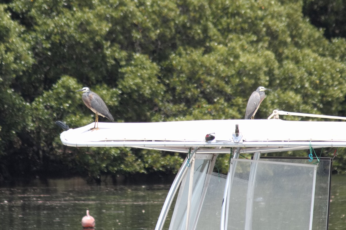 White-faced Heron - ML645537454