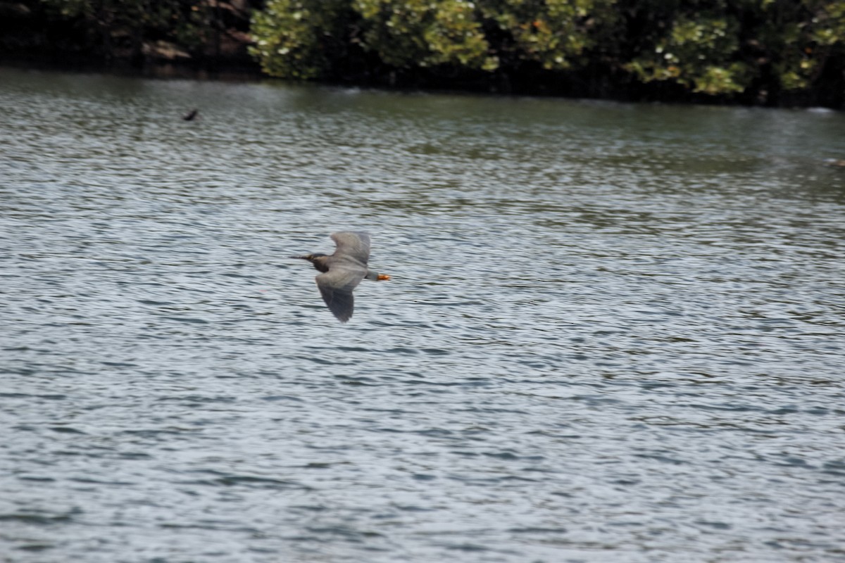 Pacific Heron - ML645537465