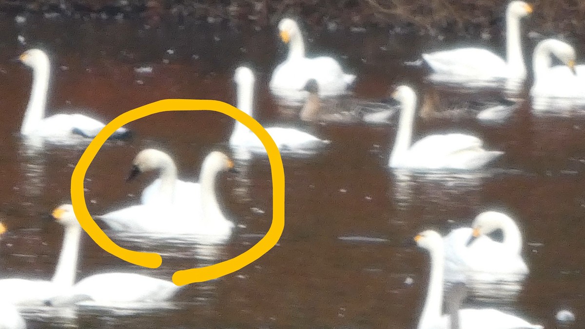 Tundra Swan (Whistling) - ML645537467