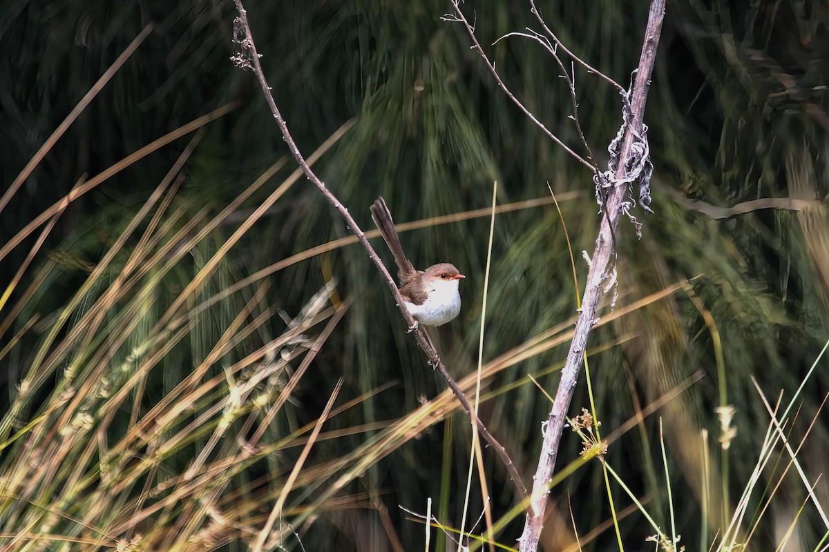 Superb Fairywren - ML645537468