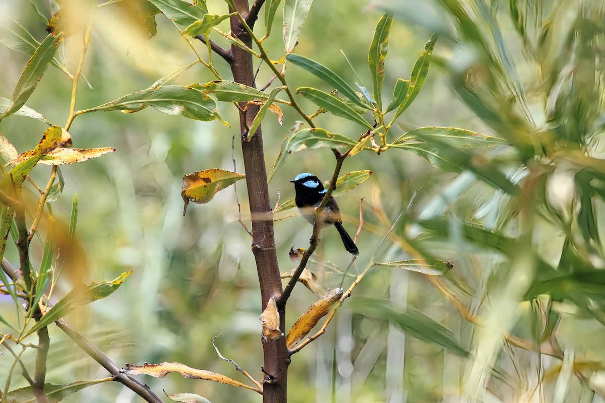 Superb Fairywren - ML645537469