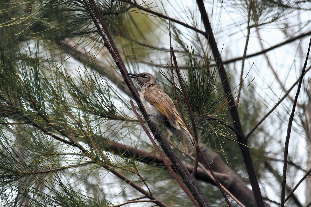 Brown Honeyeater - ML645537471