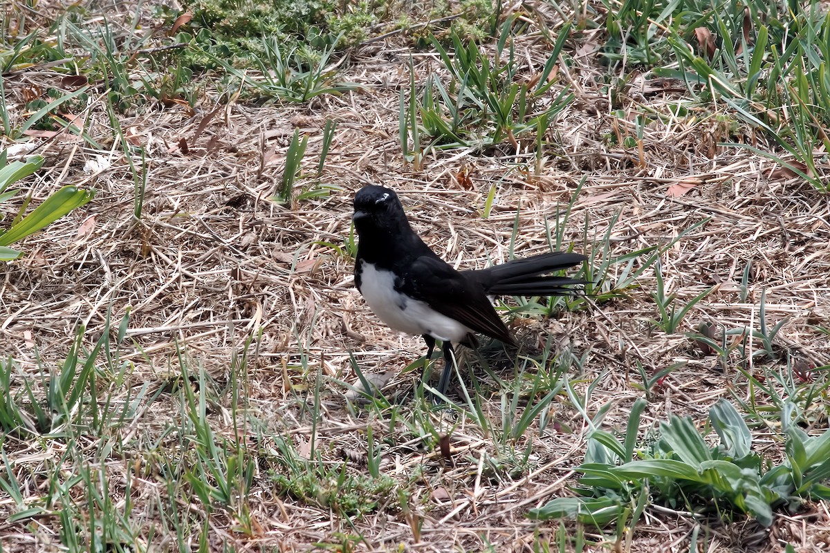 Willie-wagtail - ML645537472