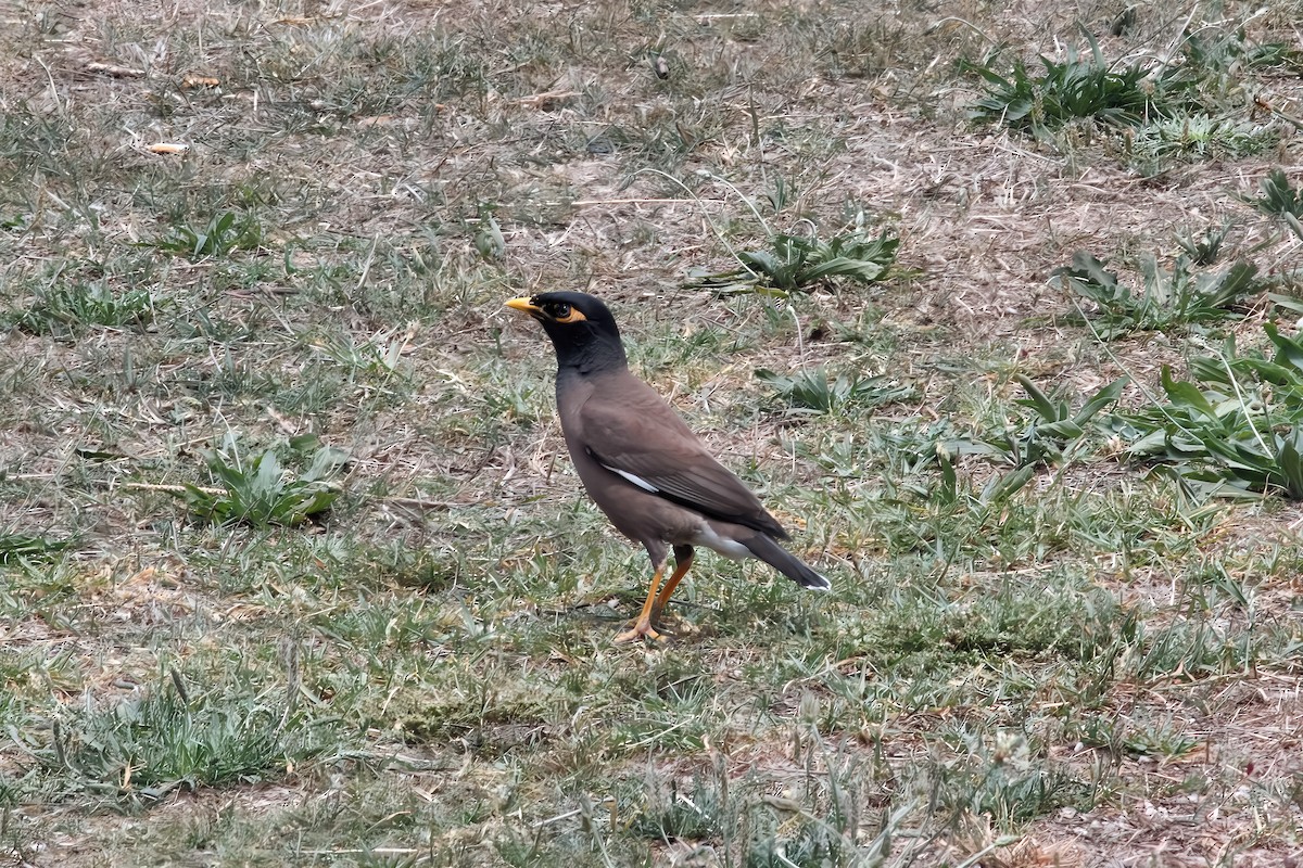 Common Myna - ML645537473