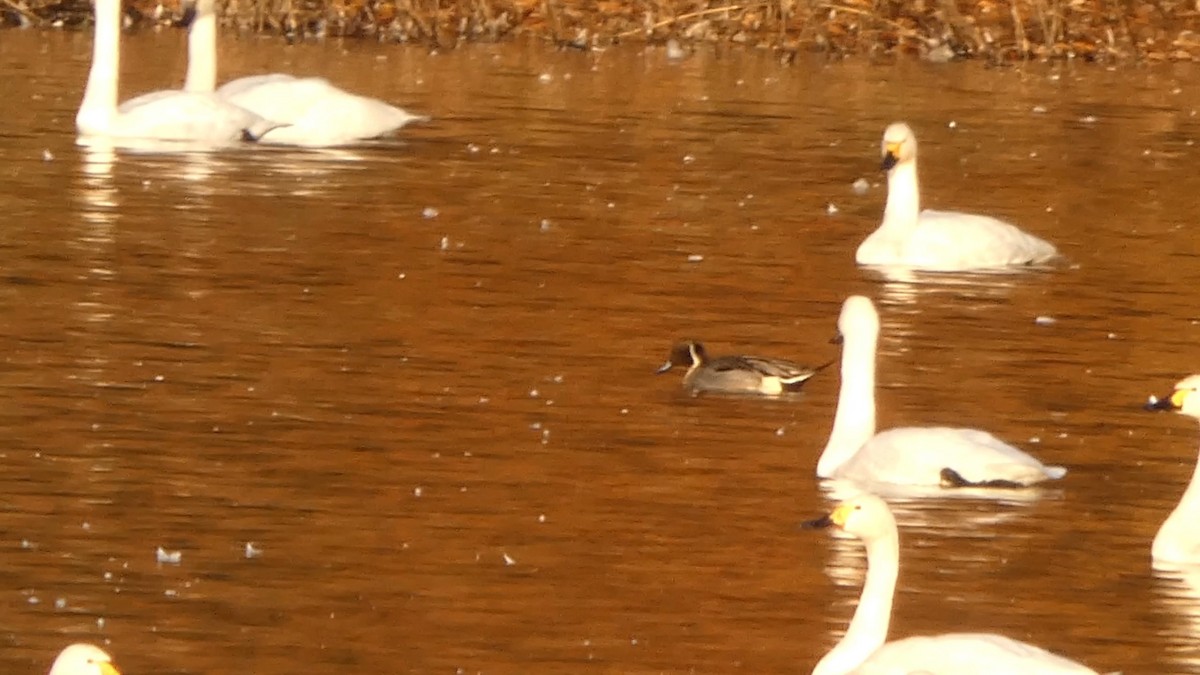 Northern Pintail - ML645537474