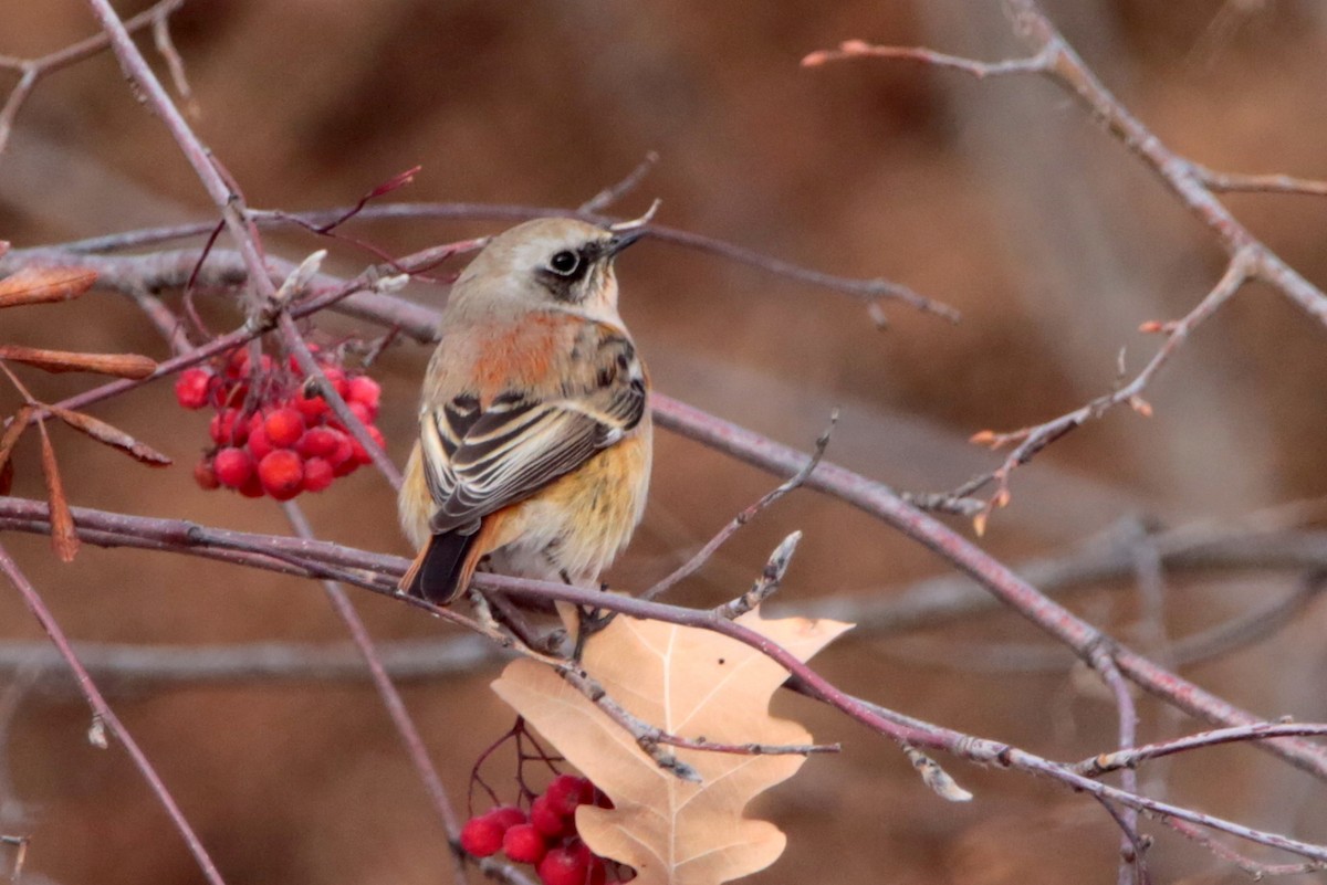 Rufous-backed Redstart - ML645537475