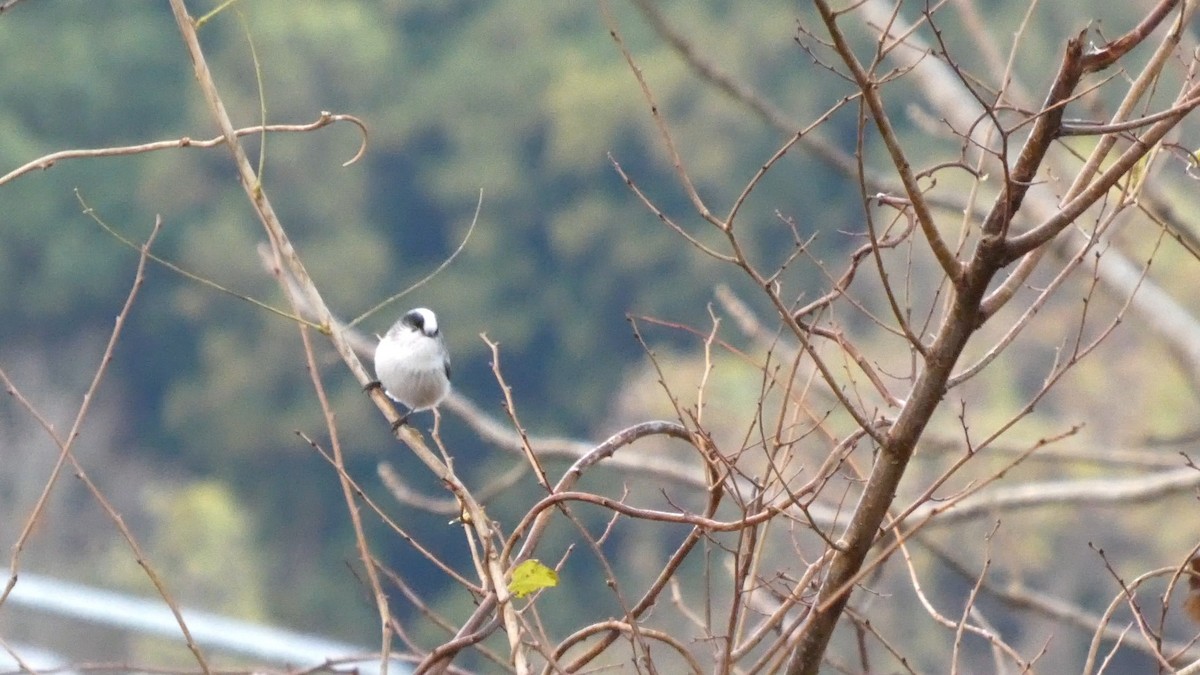 Long-tailed Tit - ML645537476