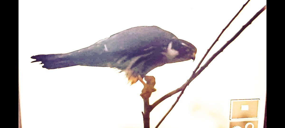 Eurasian Hobby - ML645537478