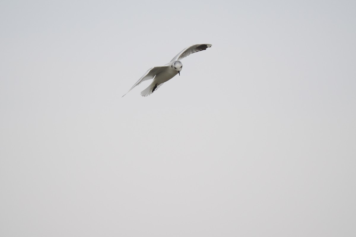 Saunders's Gull - ML645537479