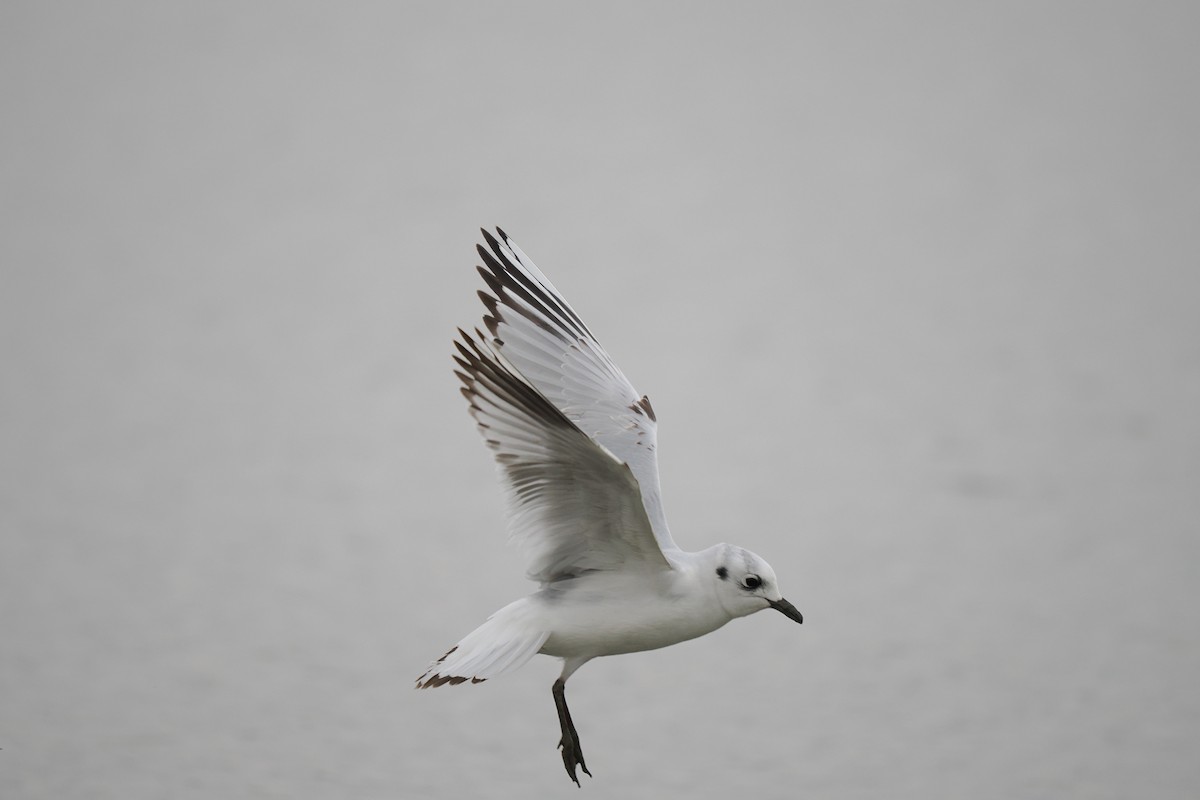 Saunders's Gull - ML645537480