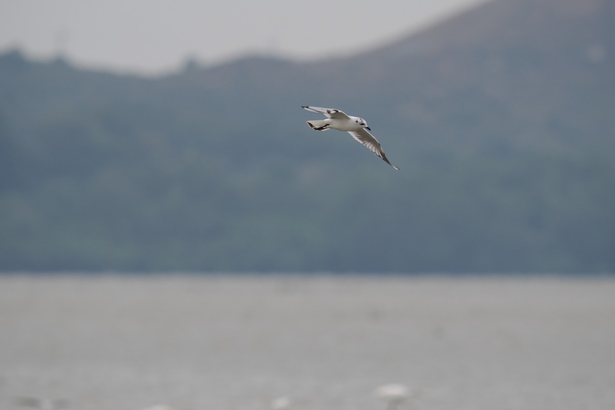 Saunders's Gull - ML645537482