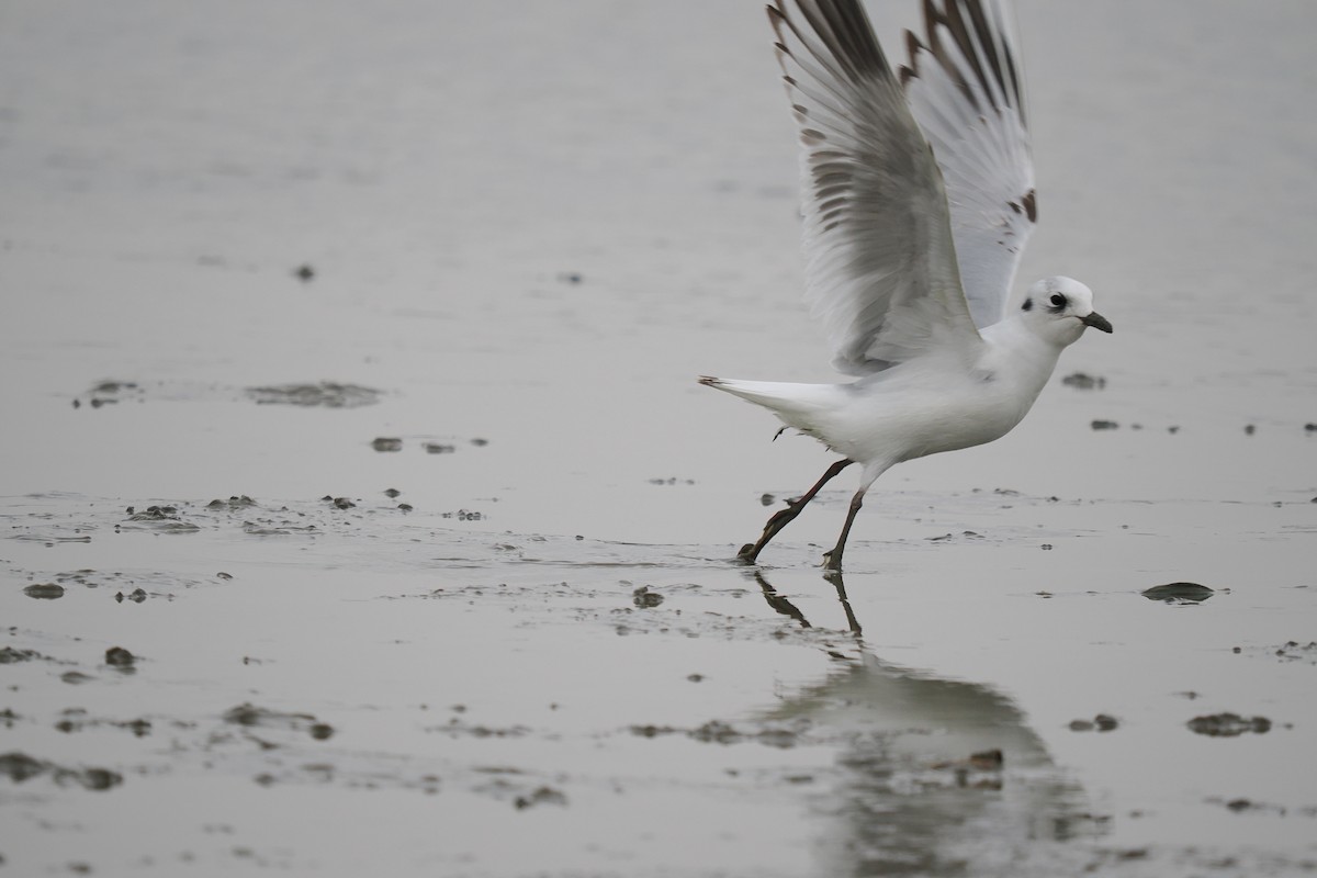 Saunders's Gull - ML645537483