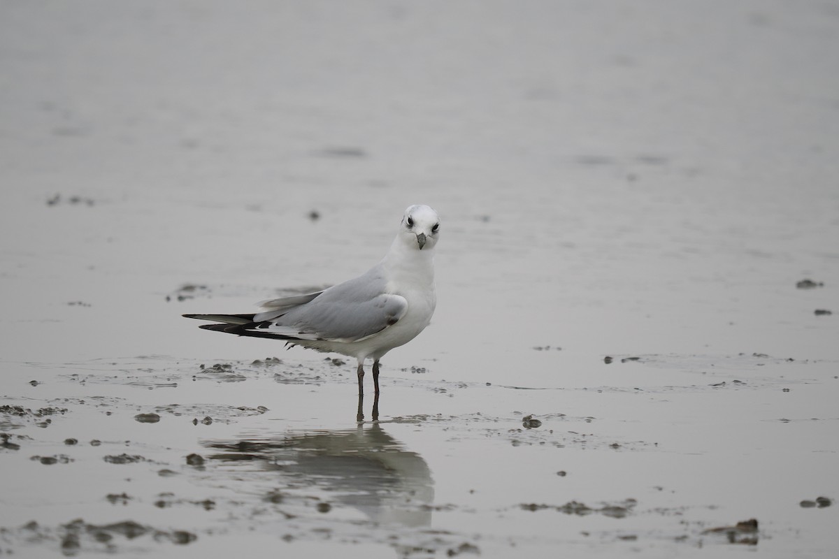 Saunders's Gull - ML645537484
